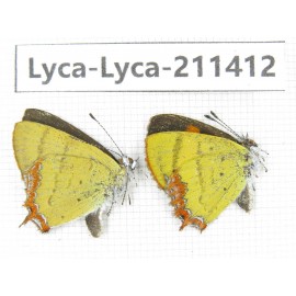Heliophorus sp. China, Yunnan, Dali, Yangbi county, C of Mt.Cangshan. 1P. Lyca-Lyca-211412.