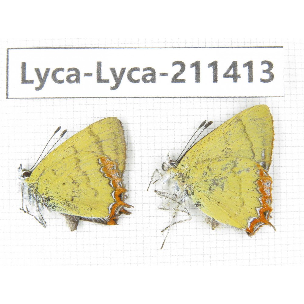 Heliophorus sp. China, Yunnan, Dali, Yangbi county, C of Mt.Cangshan. 1P. Lyca-Lyca-211413.