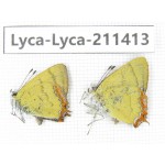 Heliophorus sp. China, Yunnan, Dali, Yangbi county, C of Mt.Cangshan. 1P. Lyca-Lyca-211413.