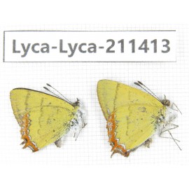 Heliophorus sp. China, Yunnan, Dali, Yangbi county, C of Mt.Cangshan. 1P. Lyca-Lyca-211413.