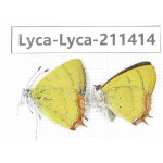 Heliophorus sp. China, Yunnan, Dali, Yangbi county, C of Mt.Cangshan. 1P. Lyca-Lyca-211414.