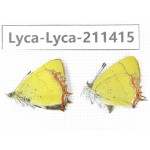 Heliophorus sp. China, Yunnan, Dali, Yangbi county, C of Mt.Cangshan. 1P. Lyca-Lyca-211415.