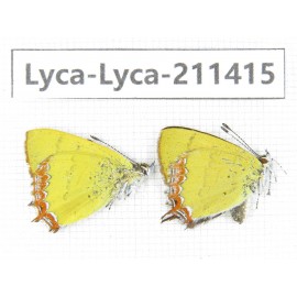 Heliophorus sp. China, Yunnan, Dali, Yangbi county, C of Mt.Cangshan. 1P. Lyca-Lyca-211415.