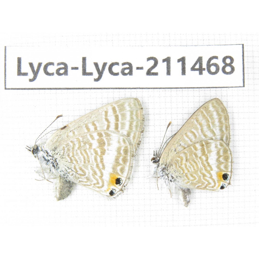 Lampides boeticus. China, Yunnan, Dali, Yangbi county, C of Mt.Cangshan. 1P. Lyca-Lyca-211468.