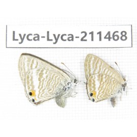 Lampides boeticus. China, Yunnan, Dali, Yangbi county, C of Mt.Cangshan. 1P. Lyca-Lyca-211468.