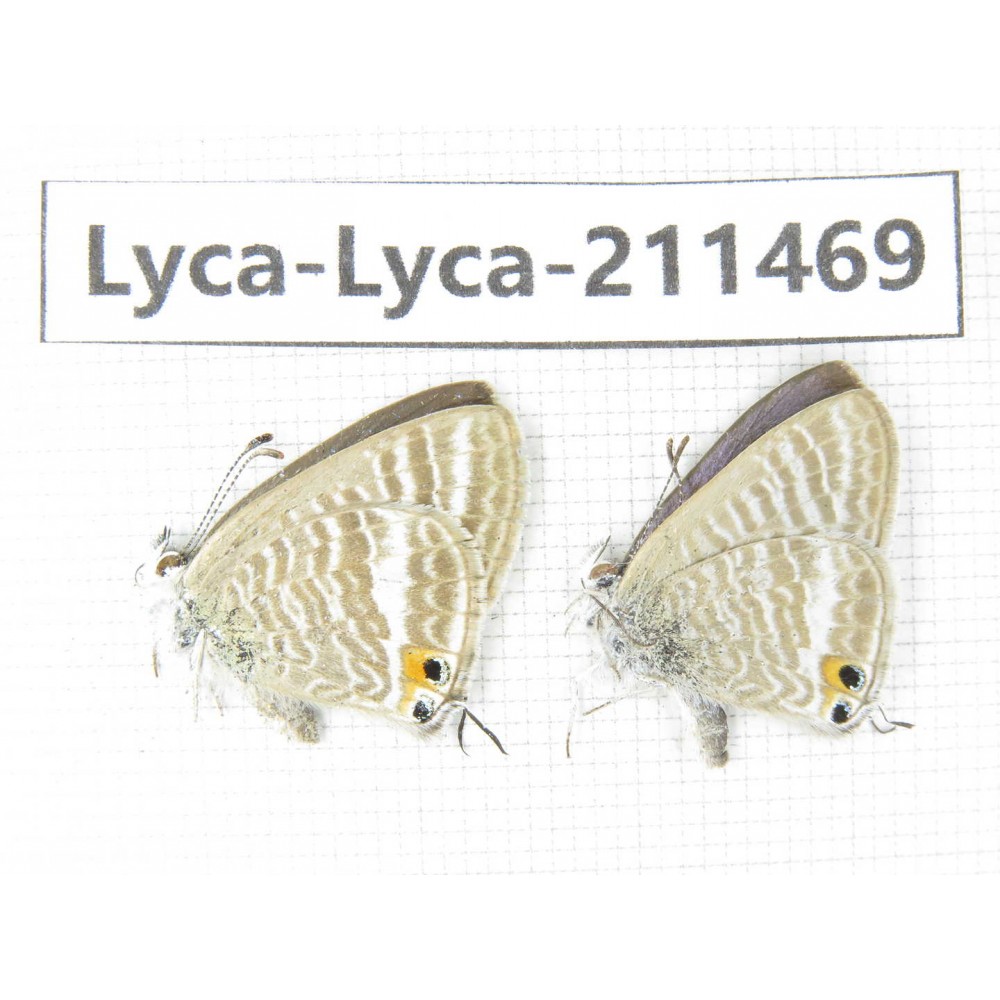 Lampides boeticus. China, Yunnan, Dali, Yangbi county, C of Mt.Cangshan. 2M. Lyca-Lyca-211469.