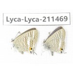 Lampides boeticus. China, Yunnan, Dali, Yangbi county, C of Mt.Cangshan. 2M. Lyca-Lyca-211469.