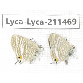 Lampides boeticus. China, Yunnan, Dali, Yangbi county, C of Mt.Cangshan. 2M. Lyca-Lyca-211469.