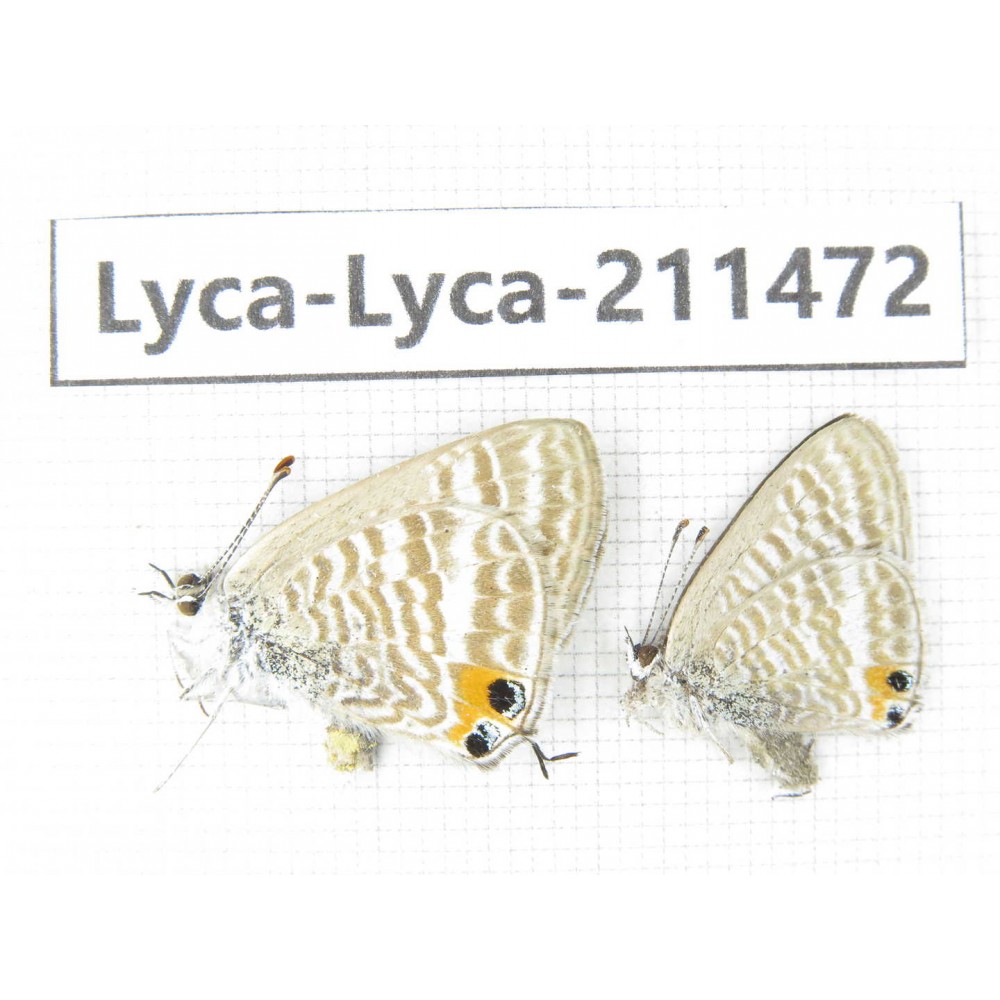 Lampides boeticus. China, Yunnan, Dali, Yangbi county, C of Mt.Cangshan. 2M. Lyca-Lyca-211472.