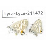 Lampides boeticus. China, Yunnan, Dali, Yangbi county, C of Mt.Cangshan. 2M. Lyca-Lyca-211472.