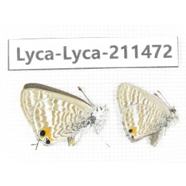 Lampides boeticus. China, Yunnan, Dali, Yangbi county, C of Mt.Cangshan. 2M. Lyca-Lyca-211472.