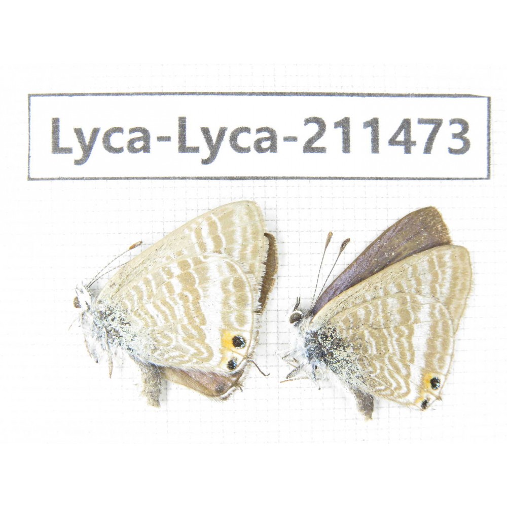 Lampides boeticus. China, Yunnan, Dali, Yangbi county, C of Mt.Cangshan. 2M. Lyca-Lyca-211473.