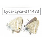 Lampides boeticus. China, Yunnan, Dali, Yangbi county, C of Mt.Cangshan. 2M. Lyca-Lyca-211473.