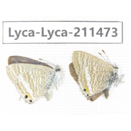 Lampides boeticus. China, Yunnan, Dali, Yangbi county, C of Mt.Cangshan. 2M. Lyca-Lyca-211473.