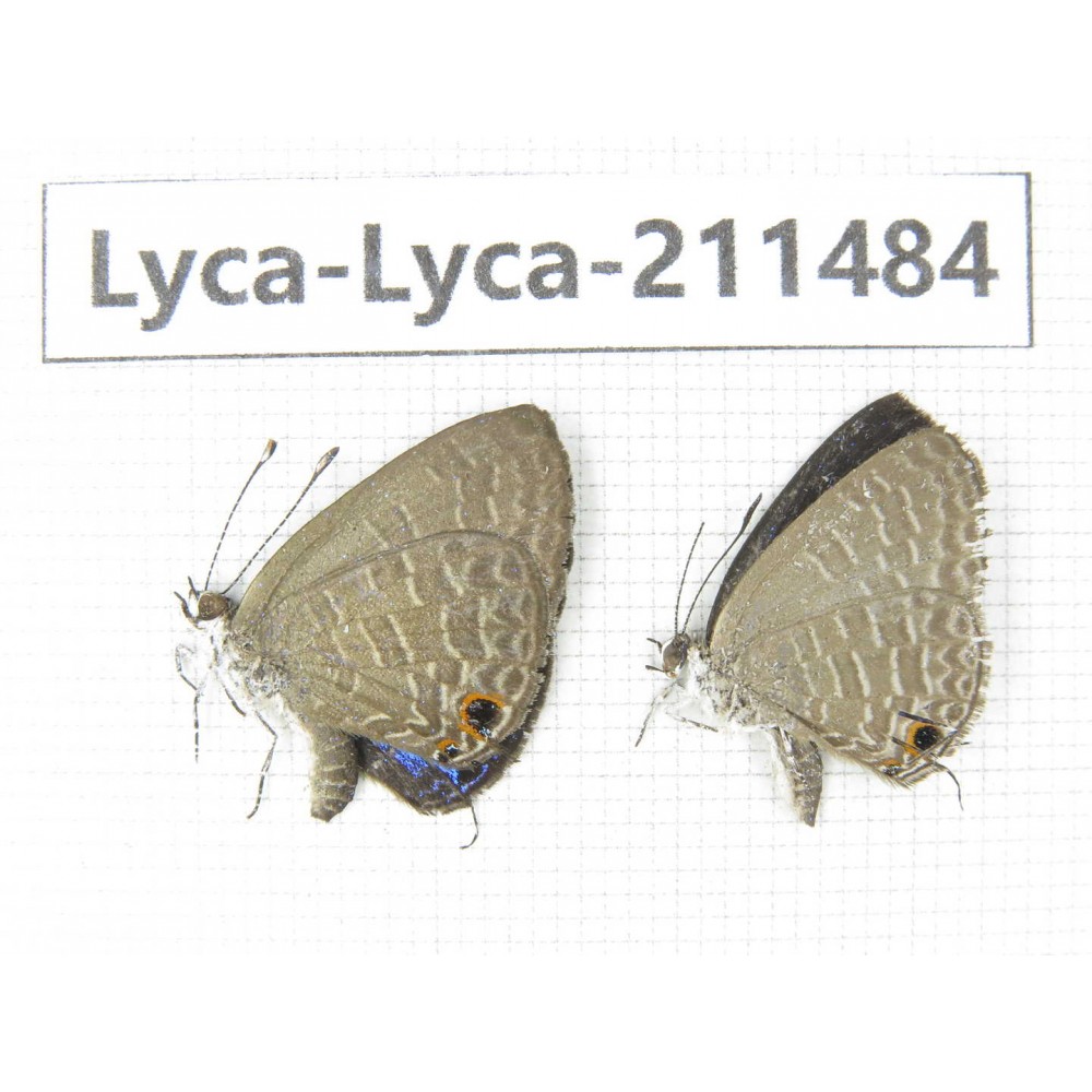 Jamides bochus. China, Yunnan, Dali, Yangbi county, C of Mt.Cangshan. 2M. Lyca-Lyca-211484.