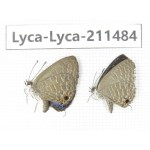 Jamides bochus. China, Yunnan, Dali, Yangbi county, C of Mt.Cangshan. 2M. Lyca-Lyca-211484.