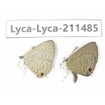 Jamides bochus. China, Yunnan, Dali, Yangbi county, C of Mt.Cangshan. 2M. Lyca-Lyca-211485.