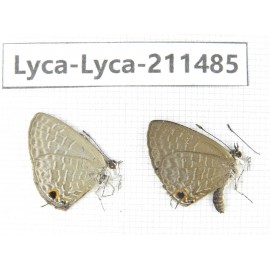 Jamides bochus. China, Yunnan, Dali, Yangbi county, C of Mt.Cangshan. 2M. Lyca-Lyca-211485.