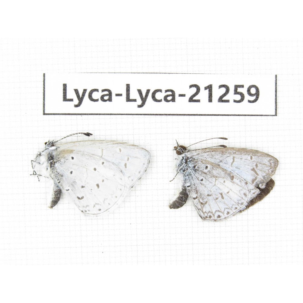 Celastrina sp. China, Yunnan, Dehong, Yingjiang county. 1P. Lyca-Lyca-21259.