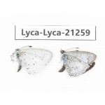 Celastrina sp. China, Yunnan, Dehong, Yingjiang county. 1P. Lyca-Lyca-21259.