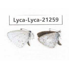 Celastrina sp. China, Yunnan, Dehong, Yingjiang county. 1P. Lyca-Lyca-21259.