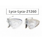 Celastrina sp. China, Yunnan, Dehong, Yingjiang county. 1P. Lyca-Lyca-21260.