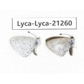 Celastrina sp. China, Yunnan, Dehong, Yingjiang county. 1P. Lyca-Lyca-21260.