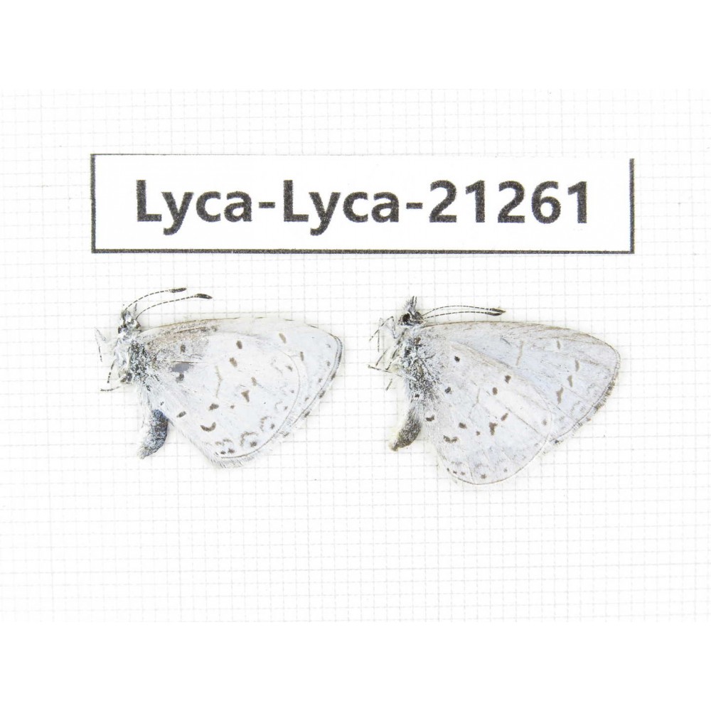 Celastrina sp. China, Yunnan, Dehong, Yingjiang county. 2M. Lyca-Lyca-21261.