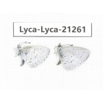 Celastrina sp. China, Yunnan, Dehong, Yingjiang county. 2M. Lyca-Lyca-21261.