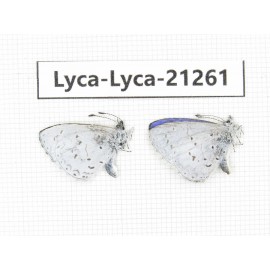 Celastrina sp. China, Yunnan, Dehong, Yingjiang county. 2M. Lyca-Lyca-21261.