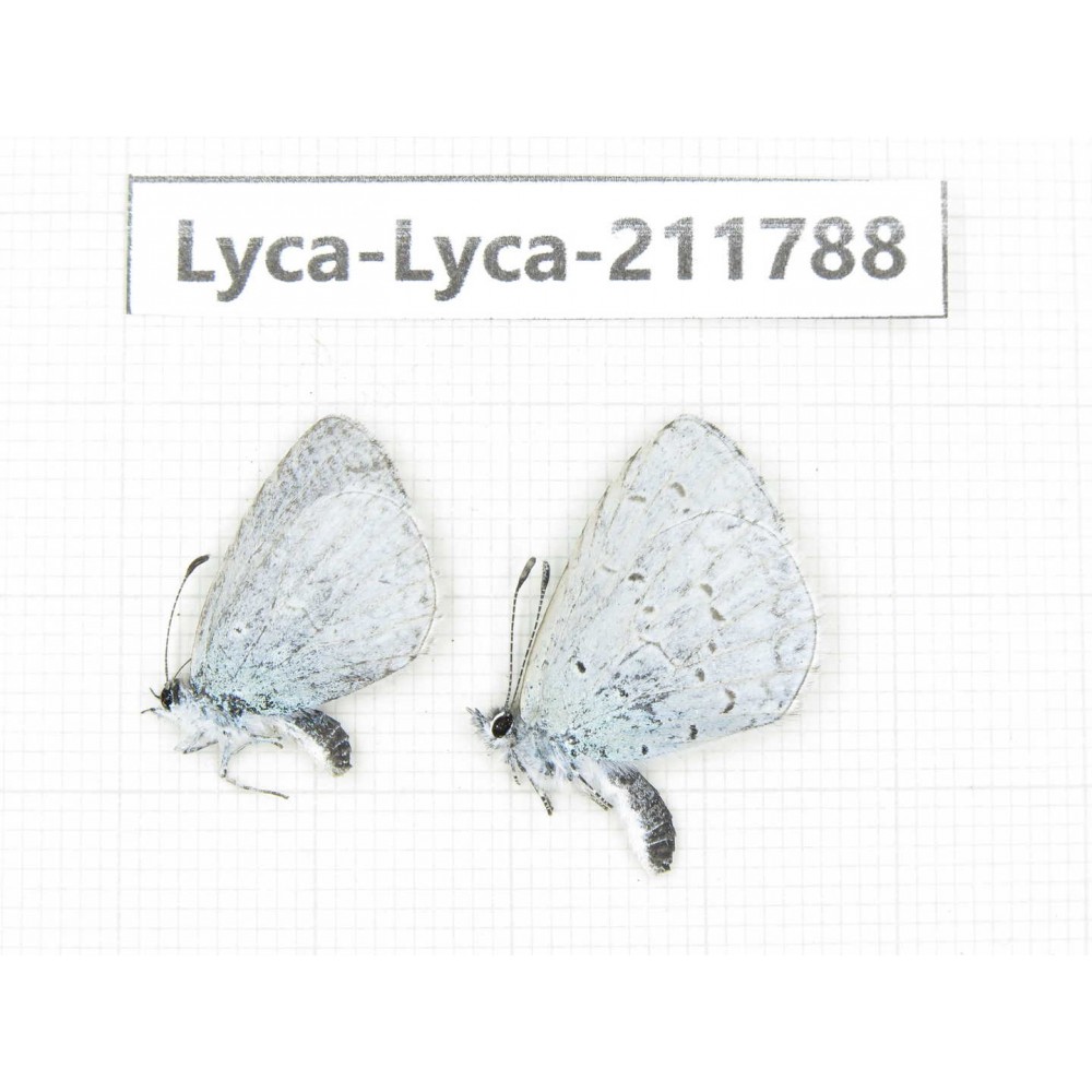 Celastrina sp. China, Yunnan, Kunming, Dongchuan. 2M. Lyca-Lyca-211788.