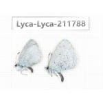 Celastrina sp. China, Yunnan, Kunming, Dongchuan. 2M. Lyca-Lyca-211788.