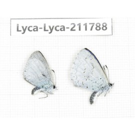 Celastrina sp. China, Yunnan, Kunming, Dongchuan. 2M. Lyca-Lyca-211788.