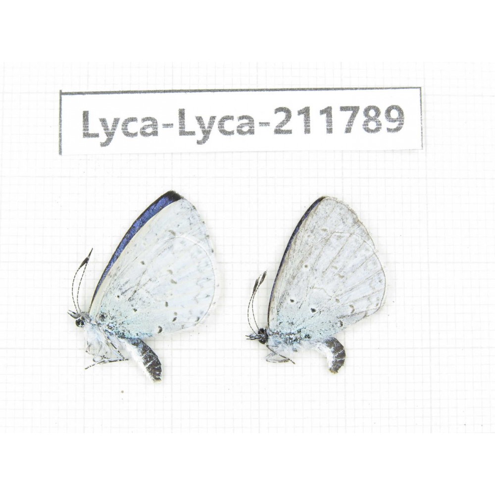 Celastrina sp. China, Yunnan, Kunming, Dongchuan. 2M. Lyca-Lyca-211789.