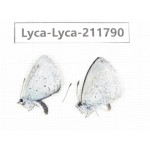 Celastrina sp. China, Yunnan, Kunming, Dongchuan. 2M. Lyca-Lyca-211790.