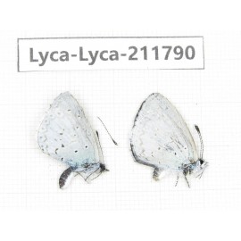 Celastrina sp. China, Yunnan, Kunming, Dongchuan. 2M. Lyca-Lyca-211790.
