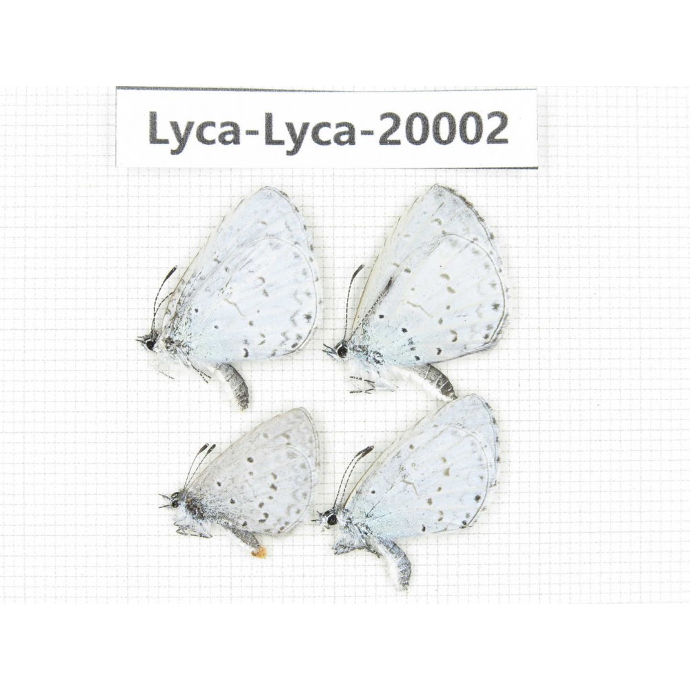 Celastrina sp. China, Yunnan, Lijiang, C of Mt. Yunling. 4M. Lyca-Lyca-20002.