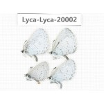Celastrina sp. China, Yunnan, Lijiang, C of Mt. Yunling. 4M. Lyca-Lyca-20002.