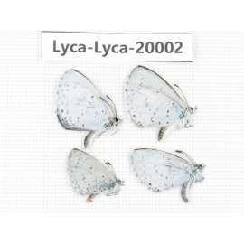 Celastrina sp. China, Yunnan, Lijiang, C of Mt. Yunling. 4M. Lyca-Lyca-20002.