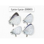 Celastrina sp. China, Yunnan, Lijiang, C of Mt. Yunling. 4M. Lyca-Lyca-20003.