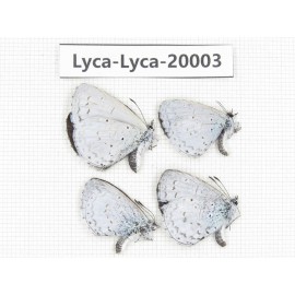 Celastrina sp. China, Yunnan, Lijiang, C of Mt. Yunling. 4M. Lyca-Lyca-20003.