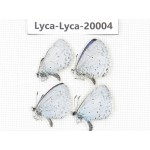 Celastrina sp. China, Yunnan, Lijiang, C of Mt. Yunling. 4M. Lyca-Lyca-20004.