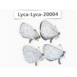 Celastrina sp. China, Yunnan, Lijiang, C of Mt. Yunling. 4M. Lyca-Lyca-20004.