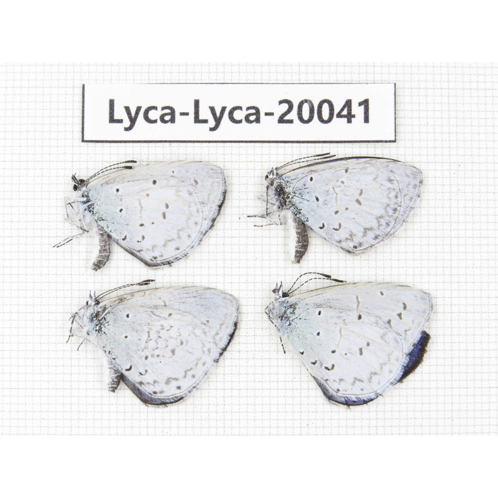 Celastrina sp. China, Yunnan, Lijiang, N of Mt. Yunling. 4M. Lyca-Lyca-20041.