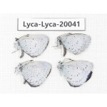 Celastrina sp. China, Yunnan, Lijiang, N of Mt. Yunling. 4M. Lyca-Lyca-20041.