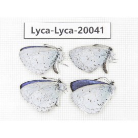 Celastrina sp. China, Yunnan, Lijiang, N of Mt. Yunling. 4M. Lyca-Lyca-20041.