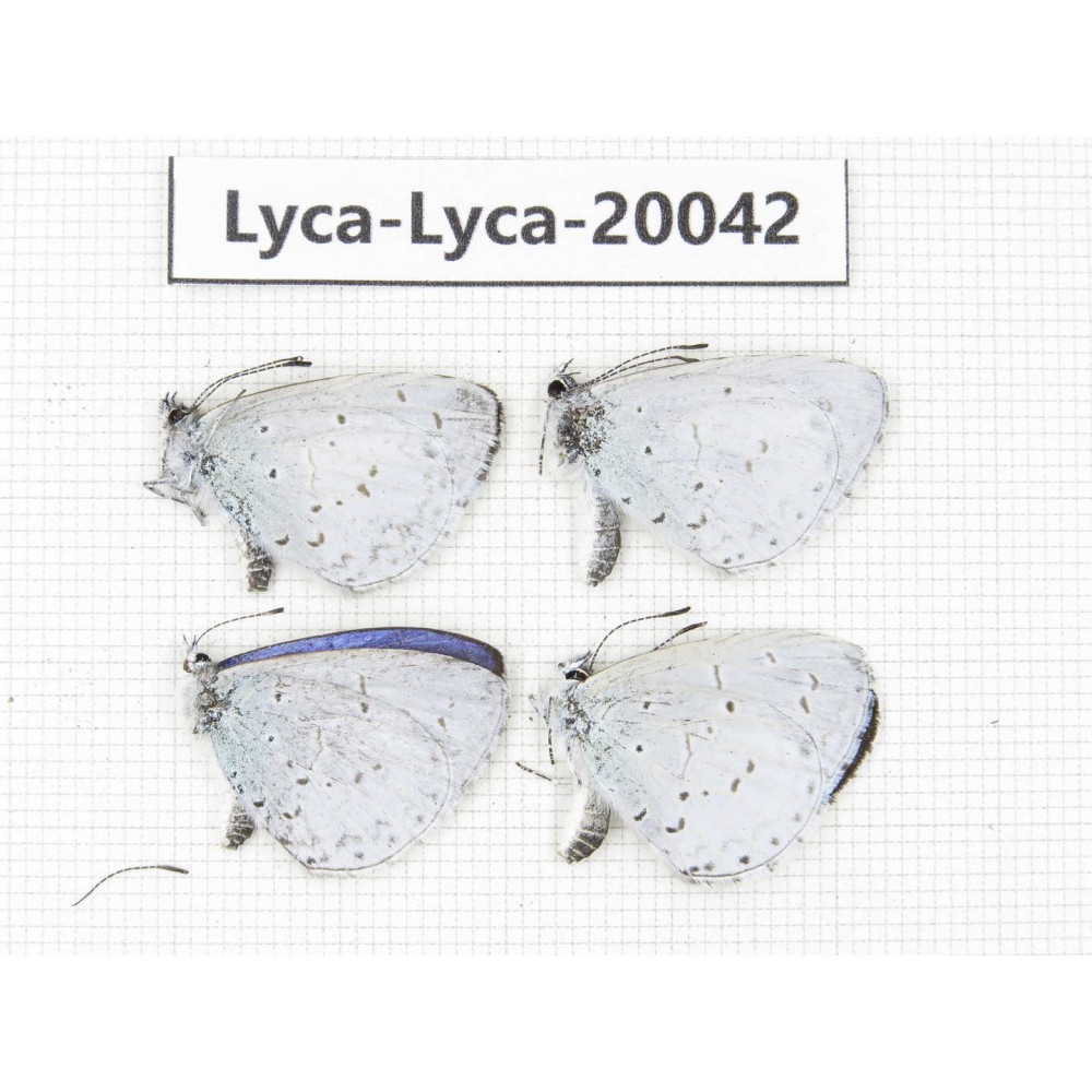 Celastrina sp. China, Yunnan, Lijiang, N of Mt. Yunling. 4M. Lyca-Lyca-20042.