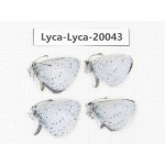 Celastrina sp. China, Yunnan, Lijiang, N of Mt. Yunling. 4M. Lyca-Lyca-20043.