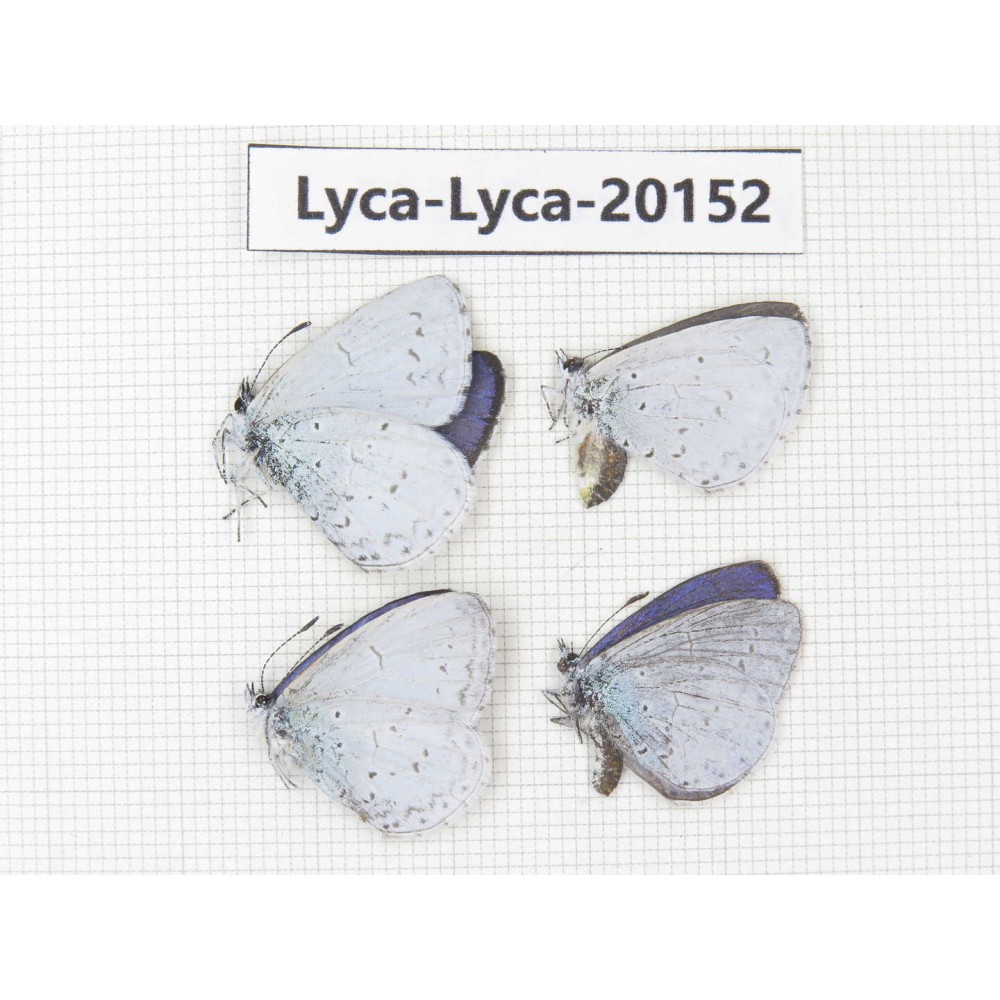 Celastrina sp. China, Yunnan, Lijiang, Yulong county, Tacheng. 4M. Lyca-Lyca-20152.