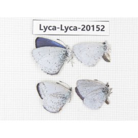 Celastrina sp. China, Yunnan, Lijiang, Yulong county, Tacheng. 4M. Lyca-Lyca-20152.